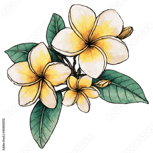 Watercolor yellow and white frangipani flowers with green leaves plumeria floral