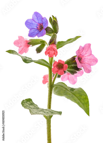 Common lungwort flowers