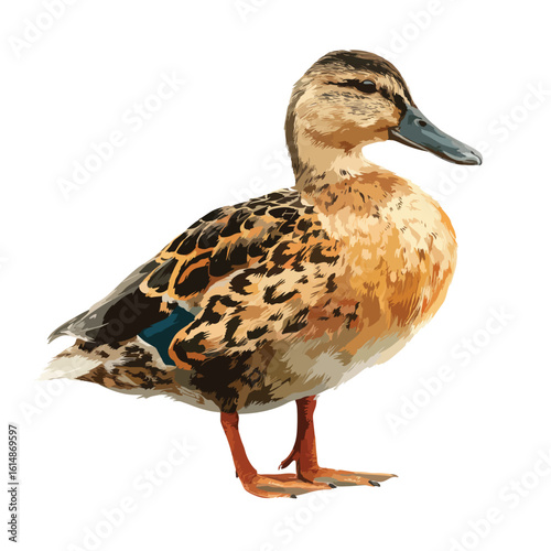 duck isolated in White Background, duck vector, Flat lay vector illustration