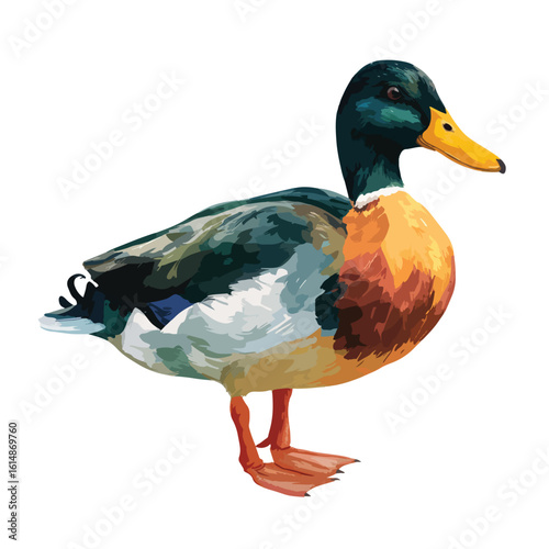 duck isolated in White Background, duck vector, Flat lay vector illustration