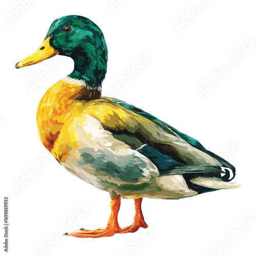 duck isolated in White Background, duck vector, Flat lay vector illustration