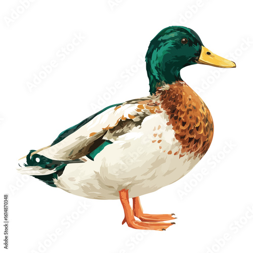 duck isolated in White Background, duck vector, Flat lay vector illustration