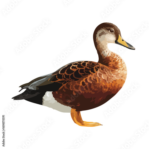 duck isolated in White Background, duck vector, Flat lay vector illustration