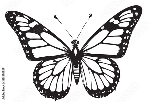 butterfly on white background