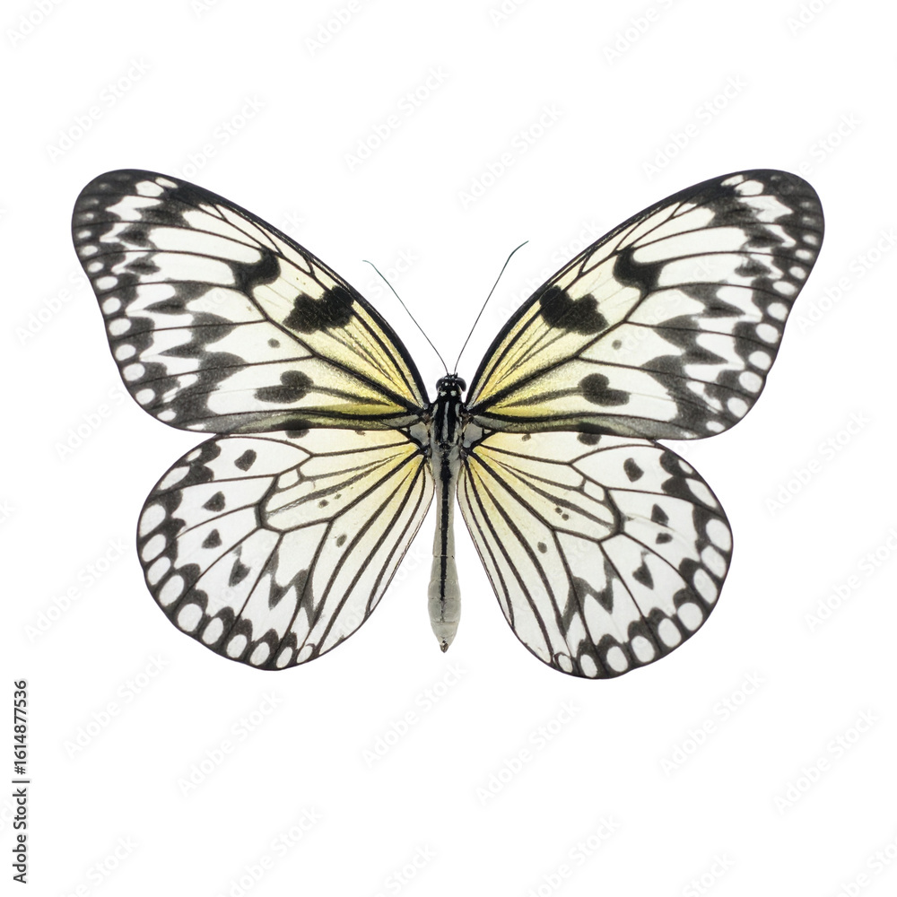 Fototapeta premium Black and White Spotted Butterfly