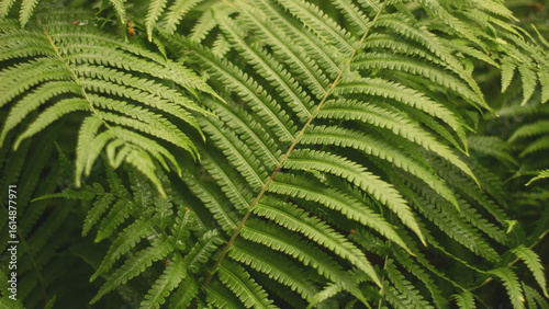 Fern leaves close-up in the forest, horizontal photo