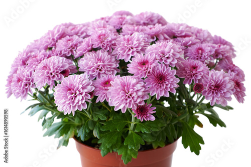 A large bush of vibrant pink chrysanthemums in a pot isolated on transparent background