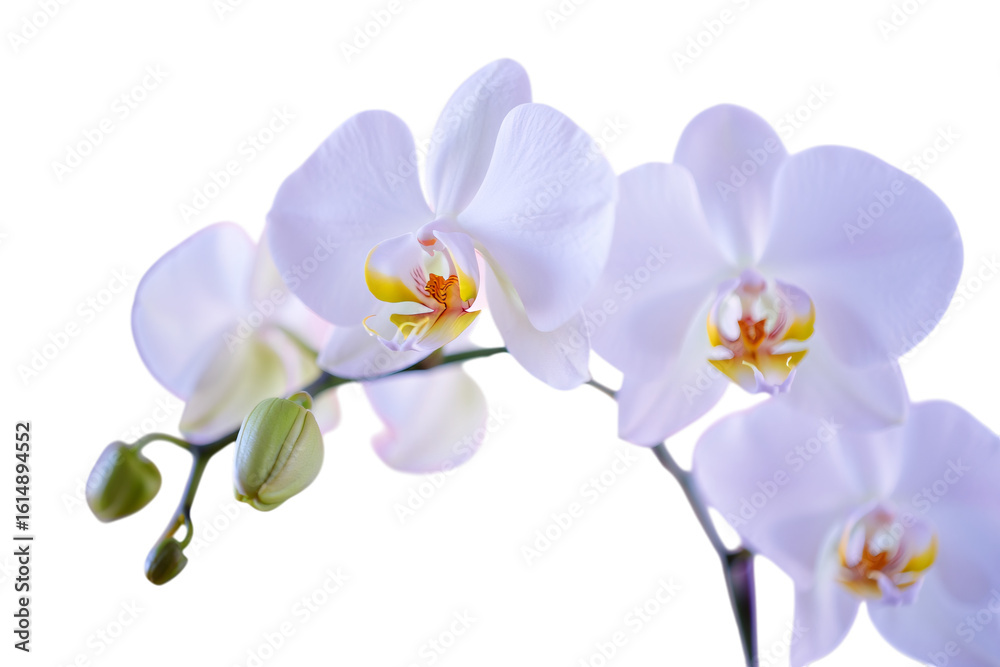 Obraz premium Elegant White Orchid Flowers with Bud on Transparent Background