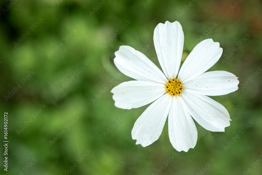 White cosmos flower with yellow center blooming in natural garden setting