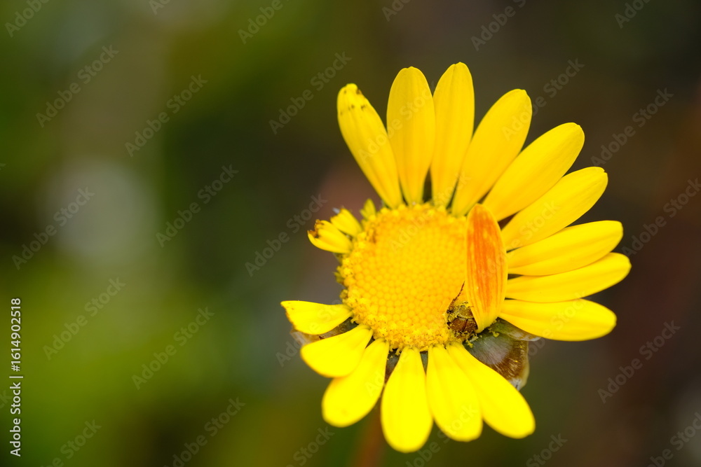 Fototapeta premium Vibrant Arctotis Stoechadifolia in Harold Porter Botanical Garden