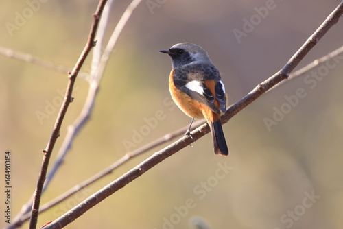 【ジョウビタキ♂】