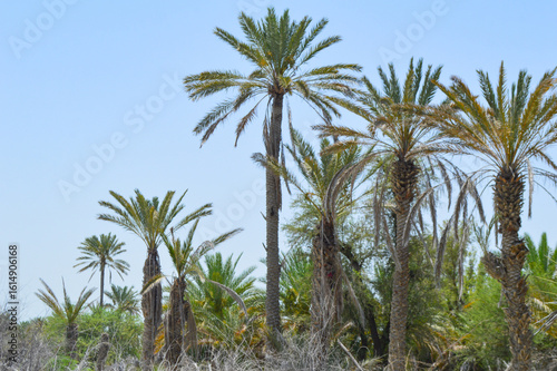 Wallpaper Mural summer season view of dates fruit trees on the blue sky, nature cpountryside farm landscape in Balochistan Torontodigital.ca