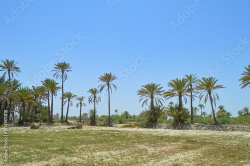 Beautiful view of dates fruit farm in Balochistan city Turbat