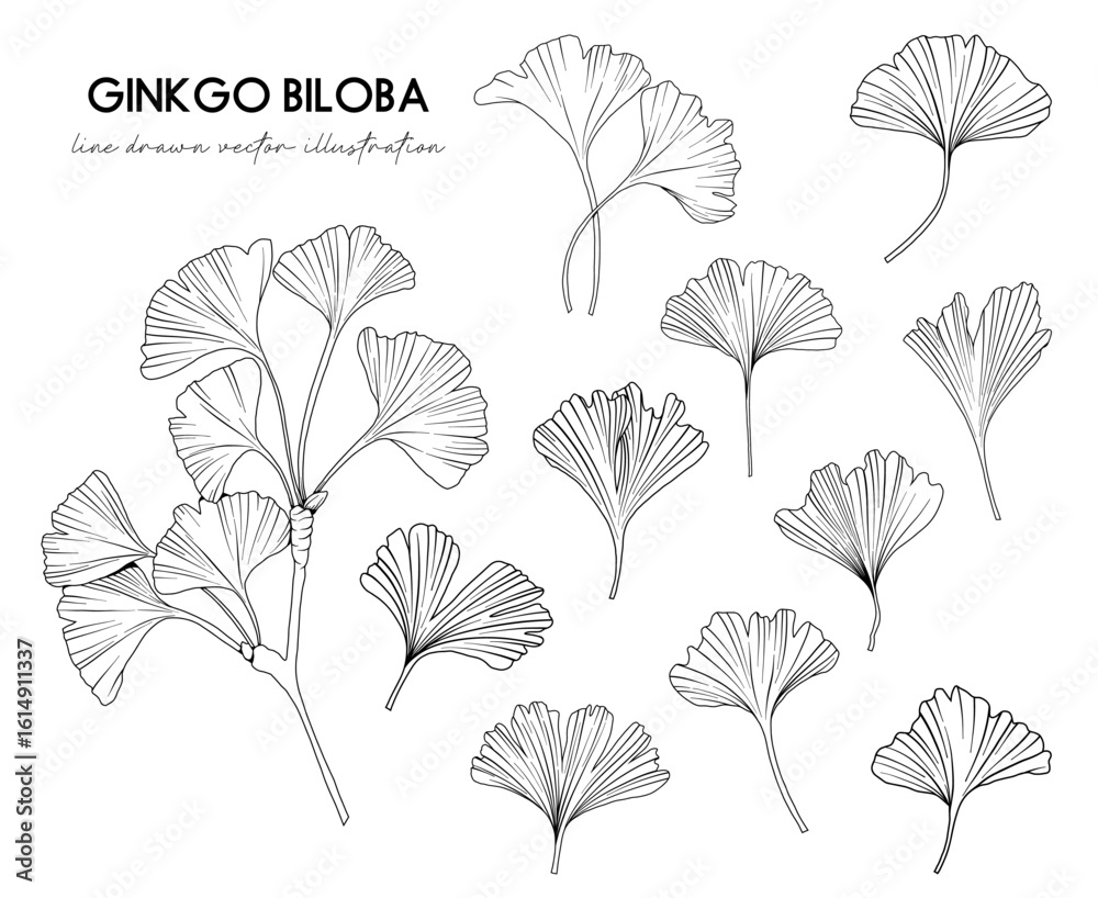 Obraz premium Collection of Ginkgo biloba leaves, hand drawn botanical line drawing, vector floral line art illustration for wedding, logo, advertising, packaging