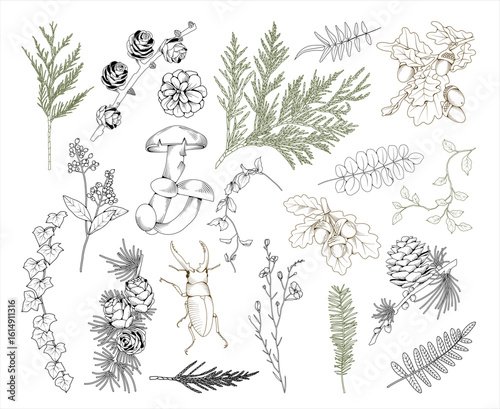 Forest botanical line drawing set, hand drawn fall plants (leaves, acorns, mushrooms, fir cones and branches), line drawing autumn vector illustration