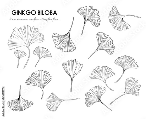 Collection of Ginkgo biloba leaves, hand drawn botanical line drawing, vector floral line art illustration for wedding, logo, advertising, packaging