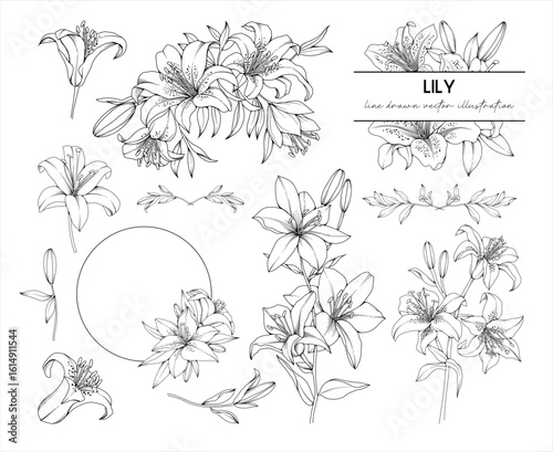 Collection of Lily flowers, buds and frames, hand drawn botanical line drawing, vector floral line art illustration for wedding, logo, advertising, packaging