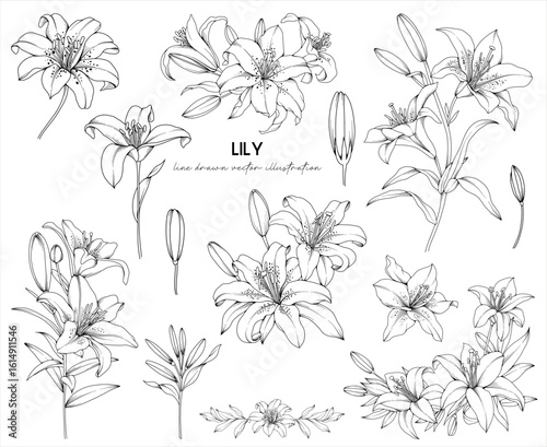 Collection of Lily flowers, buds and bouquets, hand drawn botanical line drawing, vector floral line art illustration for wedding, logo, advertising, packaging
