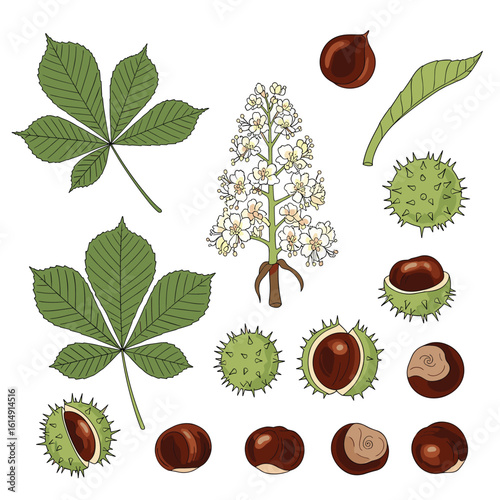 An illustrated collection of horse chestnut leaves flowers and seed pods depicting natural elements
