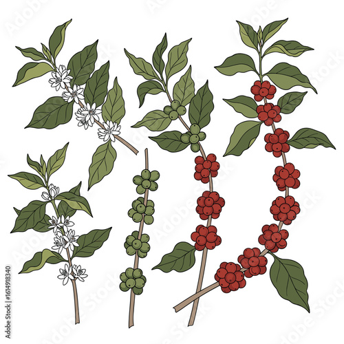 Botanical illustration of coffee plant branches showing mature red berries and white blossoms with immature green fruit development