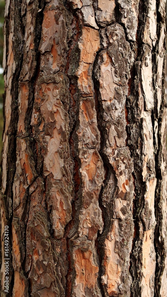 Fototapeta premium Close-up of pine tree bark (1)