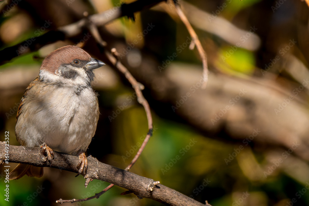 Naklejka premium 枝にとまるスズメ
