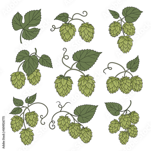 Collection of green hop cones and leaves on twisting vines and stems in a garden botanical illustration