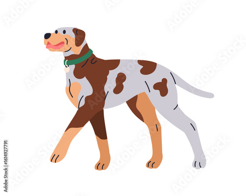Catahoula Leopard dog breed. Thoroughbred purebred doggy walking in collar, s...