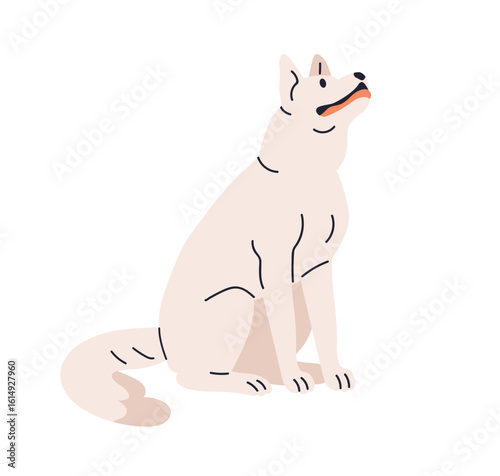 White Husky dog breed, sitting and looking up. Cute loyal obedient doggy, canine animal. Adorable purebred siberian puppy, wolfdog pup in faithful devoted pose. Flat vector illustration isolated