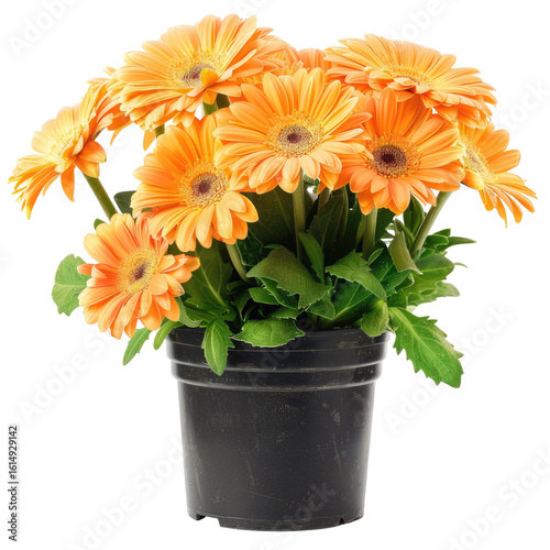 Orange gerbera daisies in pot