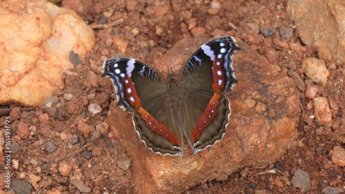 Photos Garden commodore butterfly
