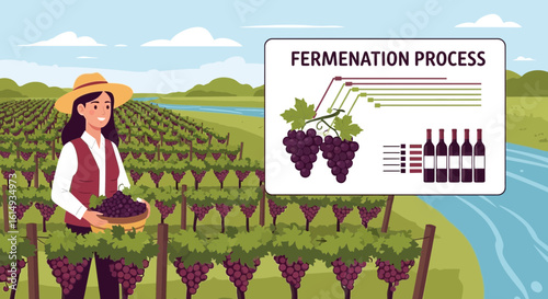 Grape Harvest Process Illustration on Vineyard Farm with Farmer Woman