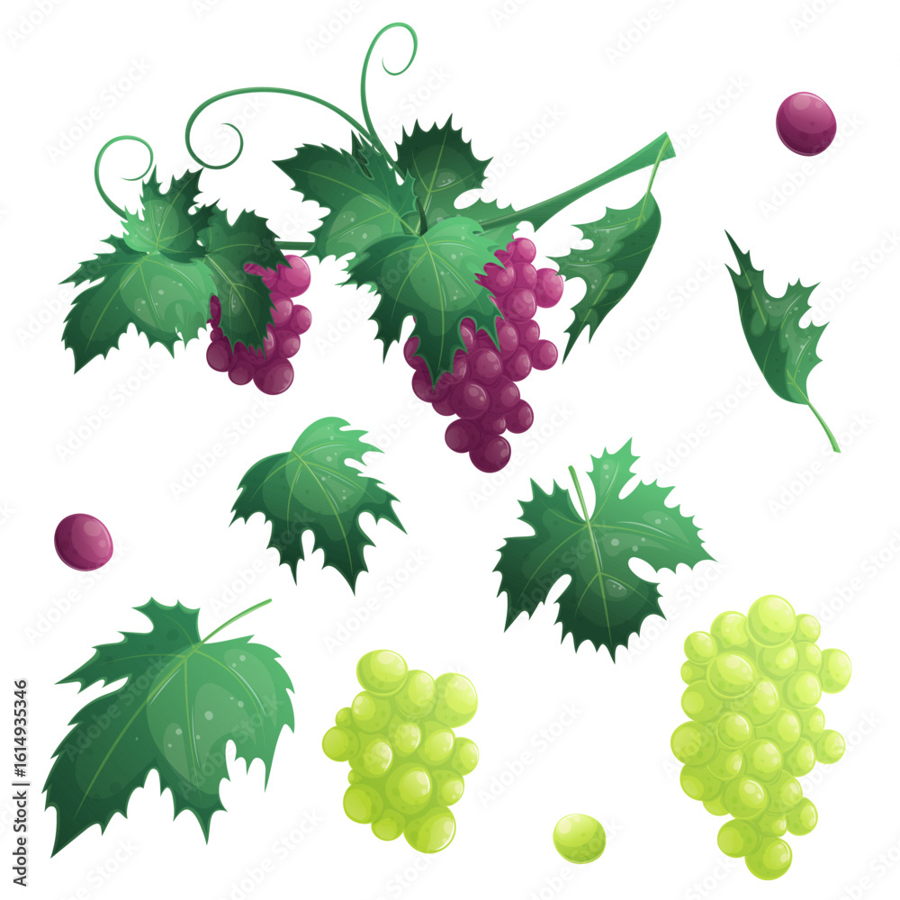 Obraz premium A set with branches and bunches of red grapes on a white background, berries, leaves. The concept of the wine festival, tasting, vineyard. Vector illustration for posters, banners, flyers