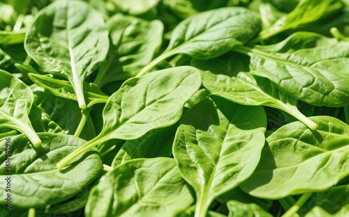 pinach Leaf Slice Vegetable Illustration