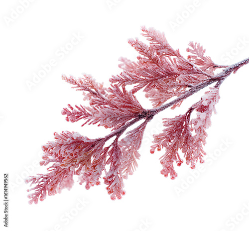 christmas tree branch