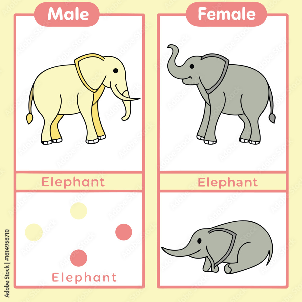 Naklejka premium Learning About Male and Female Elephants for Young Children