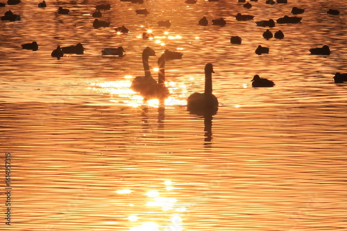 【白鳥　夕日の輝き】