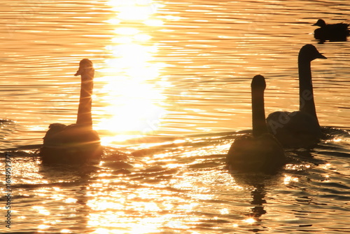 【白鳥　夕日の輝き】