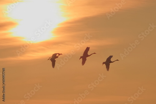 【白鳥の飛翔　夕陽に舞う】