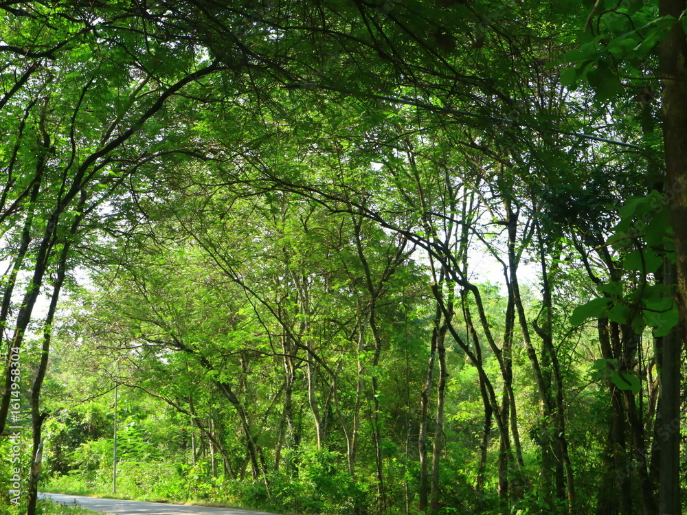 Fototapeta premium forest in the morning