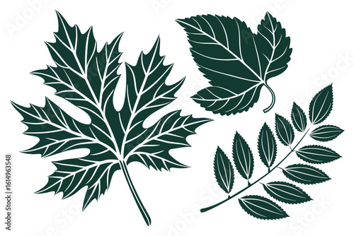 Maple, hop hornbeam, and rowan leaf silhouette with white veins are showcased here on white
