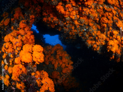 Canvas Print Orange cup corals add a splash of color to a dark shipwreck underwater