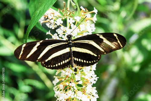 The longwing zebra or heliconius zebra is an exotic butterfly. Heliconius charithonia.