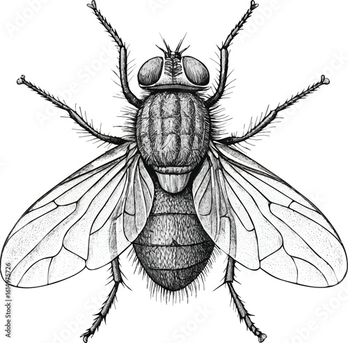 Vector illustration of a hairy housefly with detailed wings, a close-up macro insect isolated on a white background