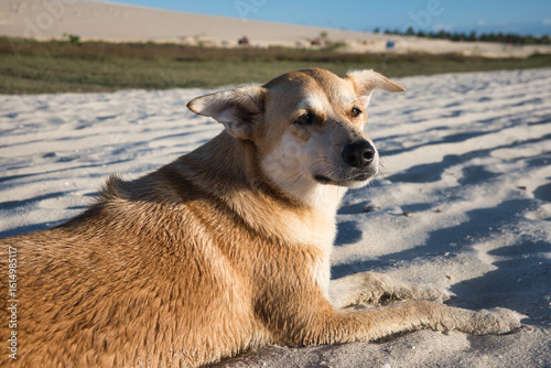 Dog lying on the beach of Jericoacoara in Brazil