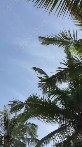 Wallpaper Mural The rows of coconut trees growing lushly and towering upwards with a view of the bright morning sky in Yogyakarta, Indonesia Torontodigital.ca