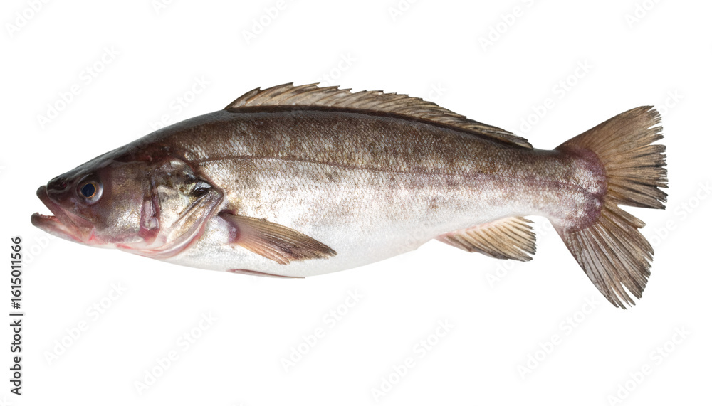 Fototapeta premium Studio shot of a fish on a transparent background, perfect for easy integration into any design project