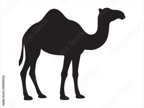 camel isolated on white