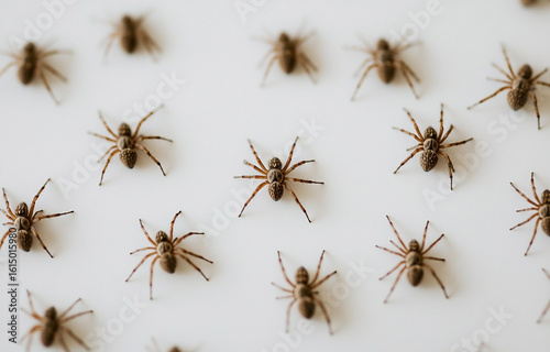 Numerous small spiders arrayed uniformly across a pristine white backdrop creating an eerie composition