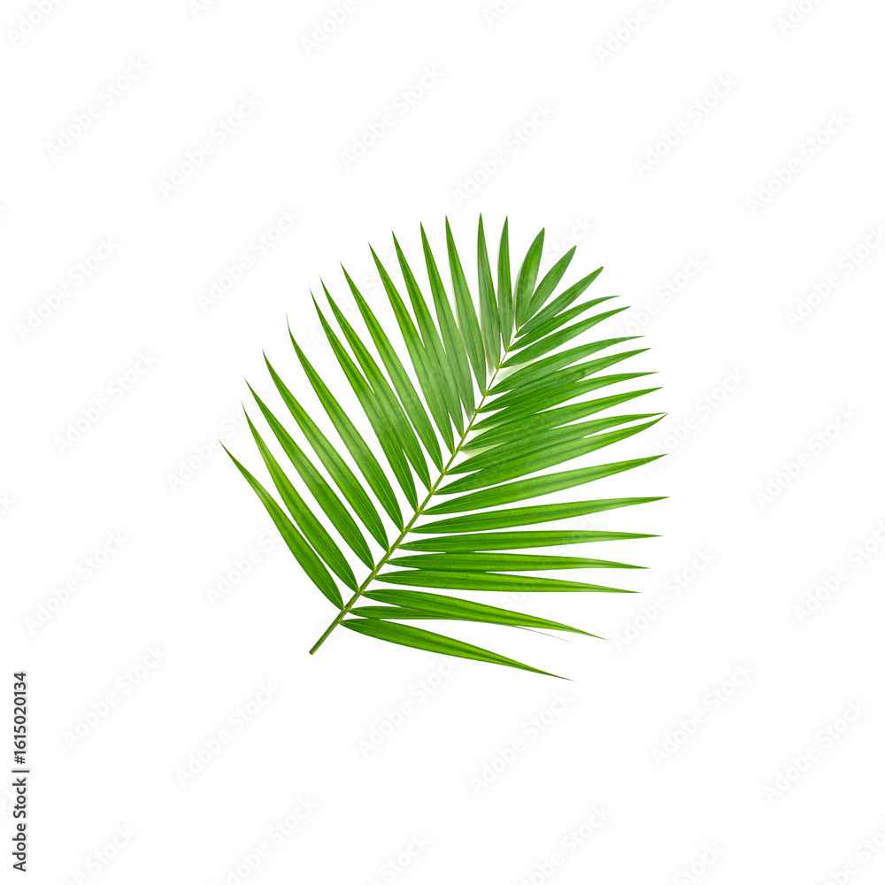 Fototapeta premium Bright green palm leaves isolated on white background